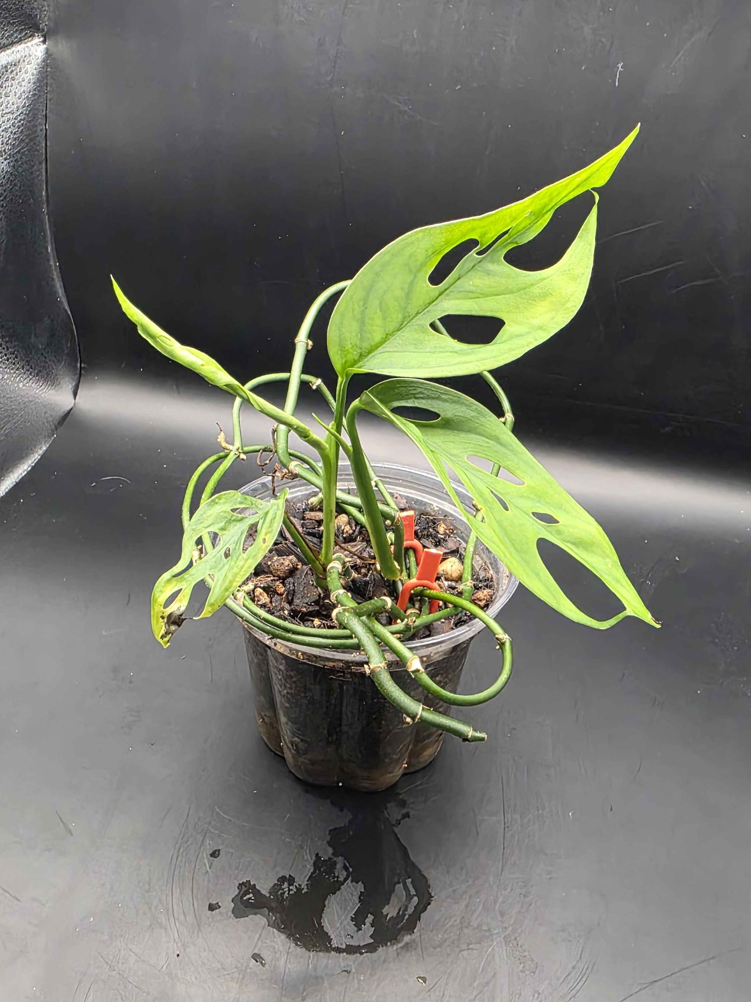 Monstera Adansonii - Plants & Seedlings - Hortonville, Wisconsin ...
