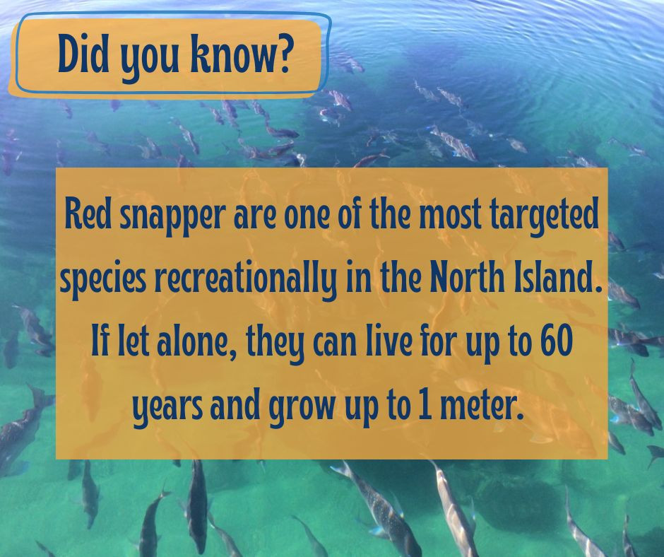 Glass - The Te Whanganui-o- Hei marine reserve has a healthy population ...