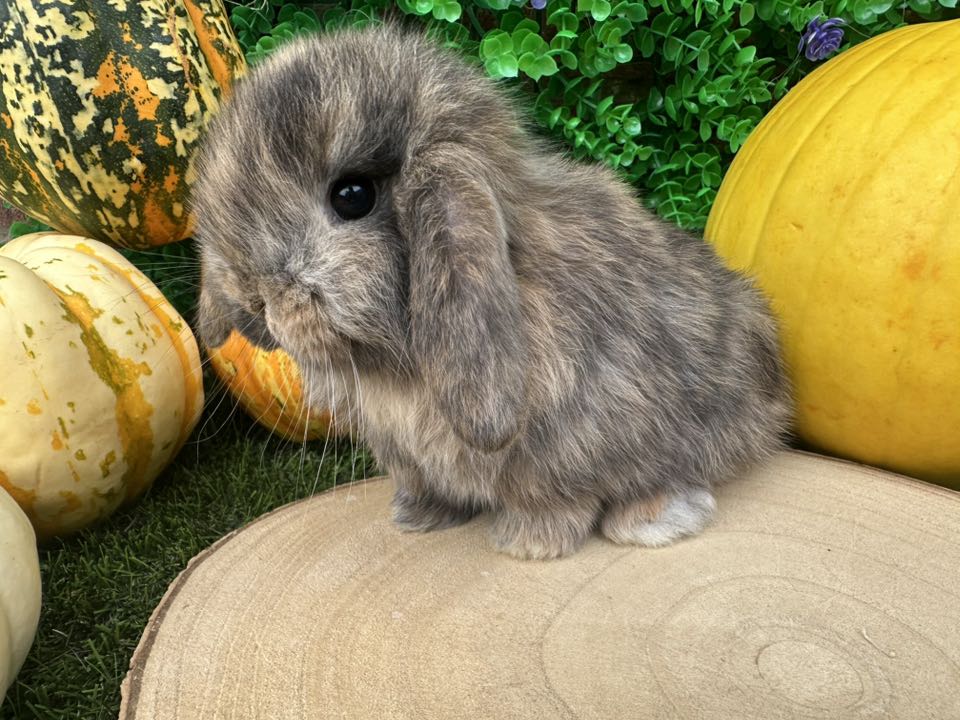 Seaside Rabbits - Updated list 19.10.25 Black harli doe 🩷 | Facebook