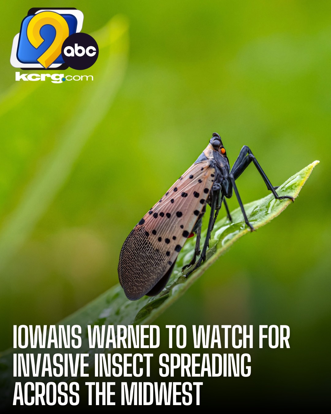 KCRG-TV9 - Iowans urged to watch for invasive insect https://www.kcrg ...