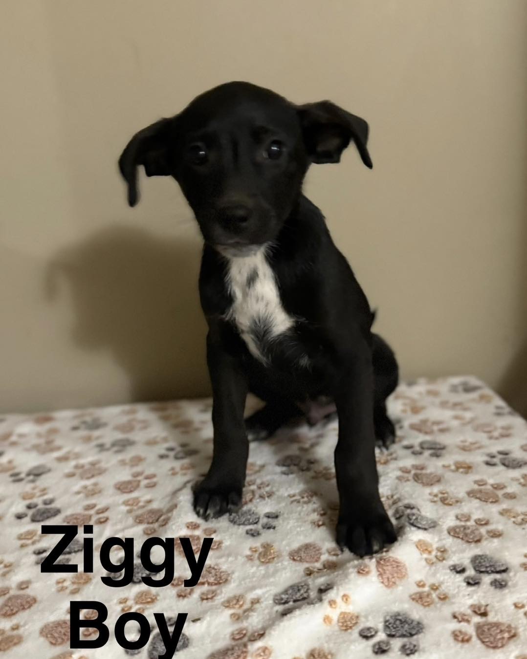 The Riley - 🐾 FOSTER NEEDED ASAP 🐾 Meet Ziggy 💙🐶 Ziggy is urgently ...