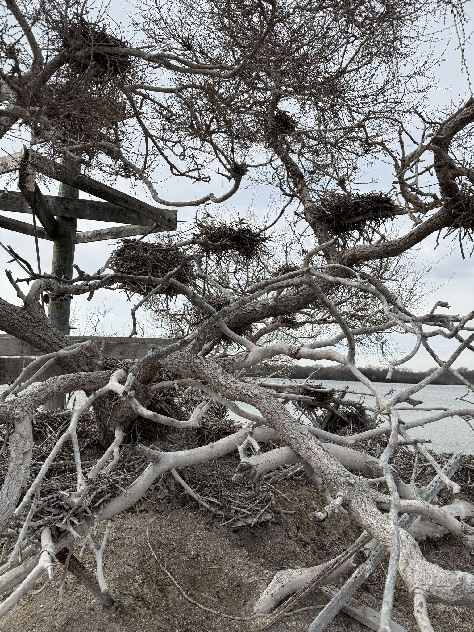 Forest - As we await nesting season at the Heron Rookery side of Lake ...