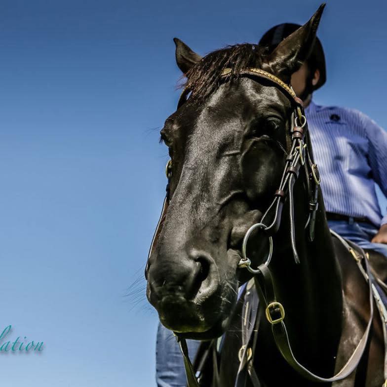 Peats Ridge Equestrian Supplies | Peats Ridge NSW