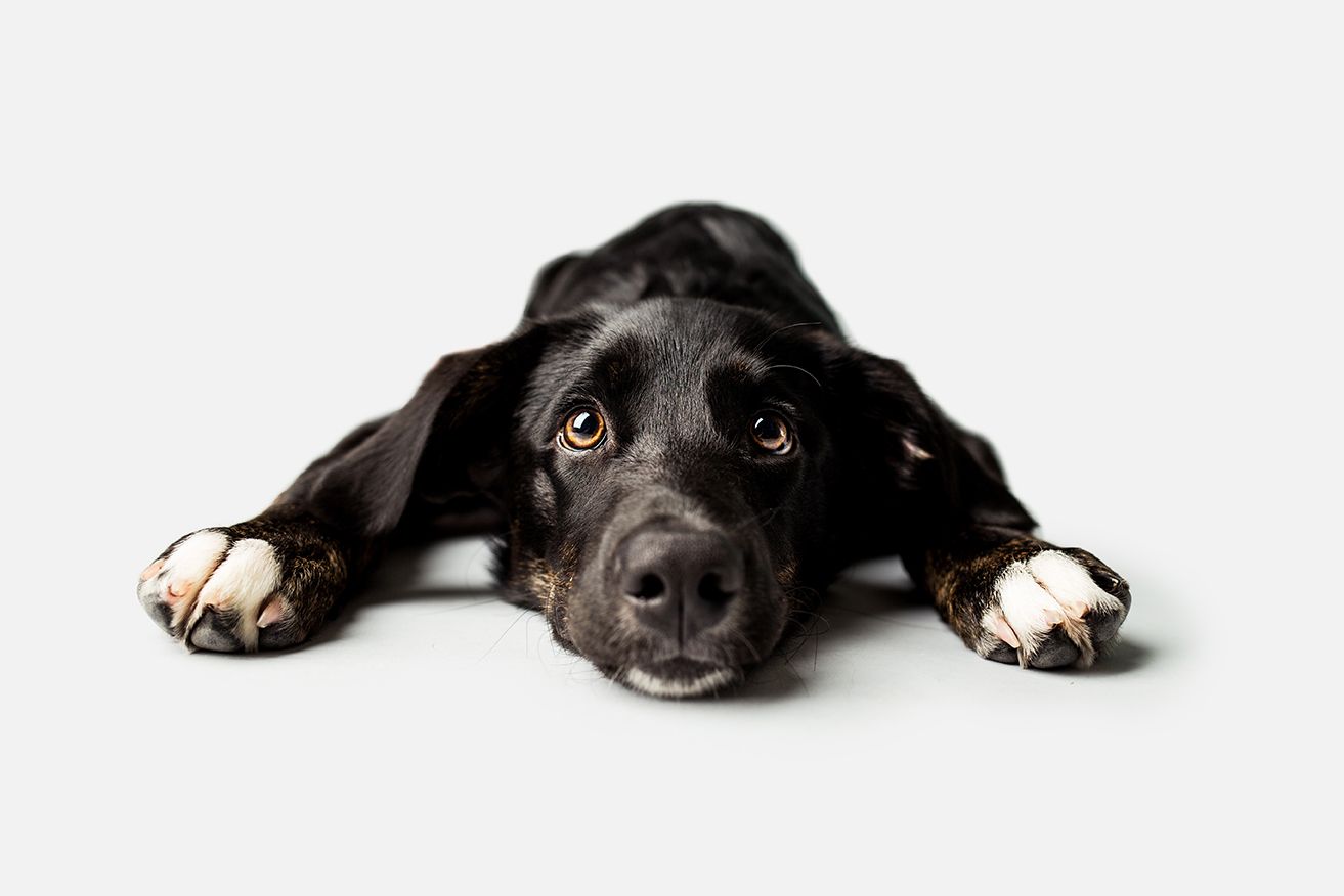 FHCD - 🌟 Hernia bij honden – er is verlichting mogelijk 🌟 NL 🇳🇱 Een ...