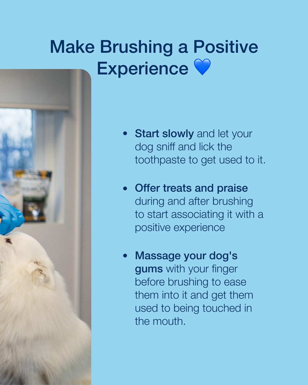 How Often Do You Brush Dog Teeth? Expert Tips Inside