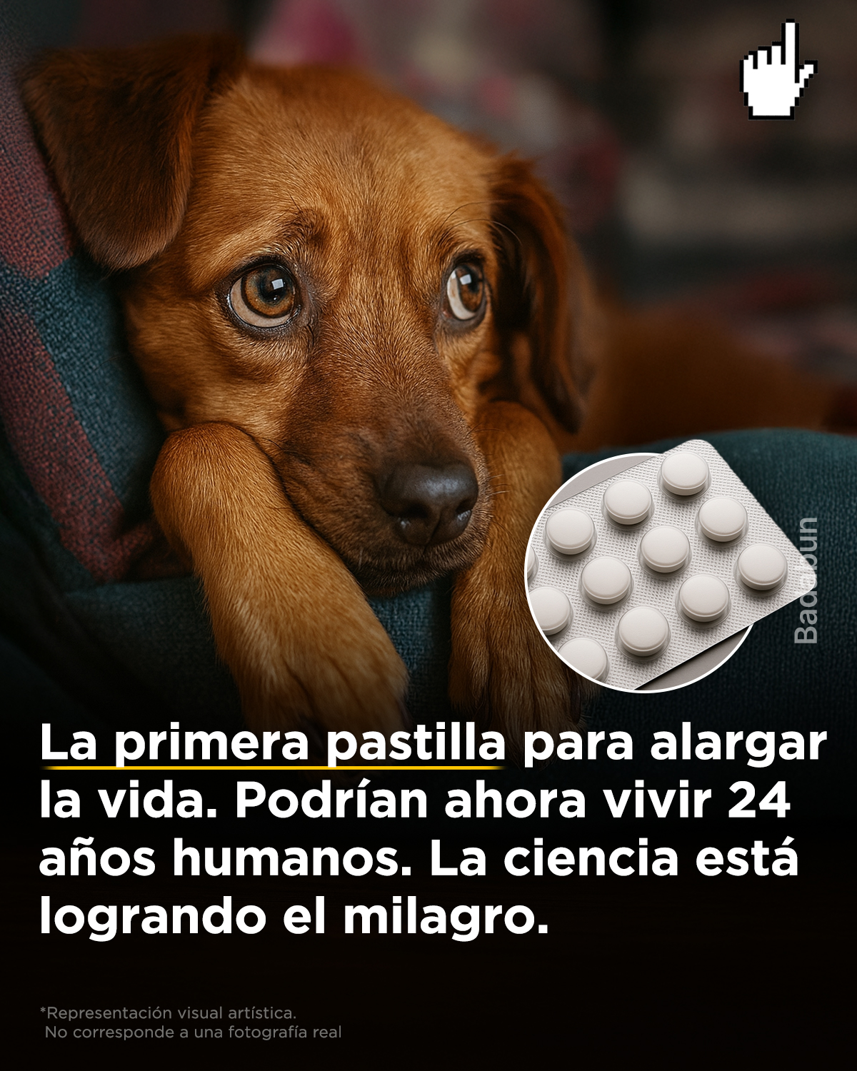 Badabun - 👉👉 Si tu perro pudiera vivir más tiempo contigo… ¿le darías ...
