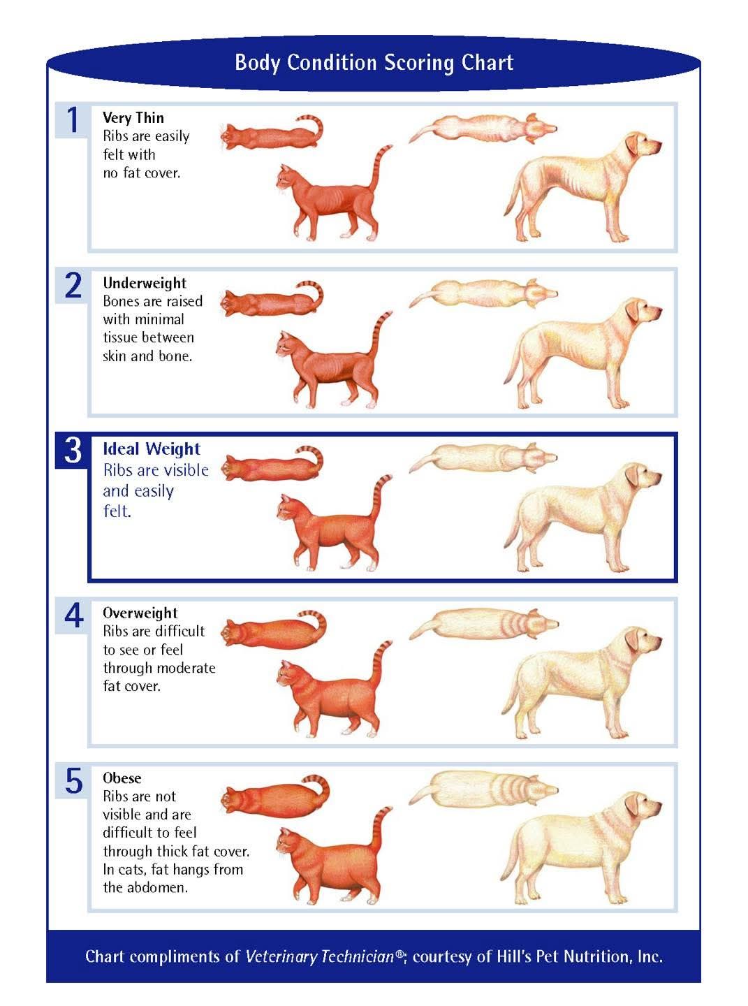 🎉 October 8th was National Pet... - WillowGrove Pet Clinic | Facebook