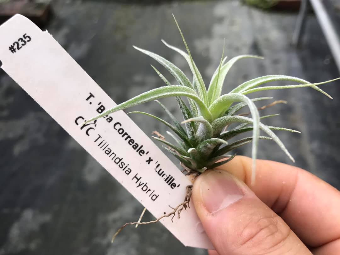 CYC Hybrid #551 - T.'Bea Correale' x T.intermedia Super white
