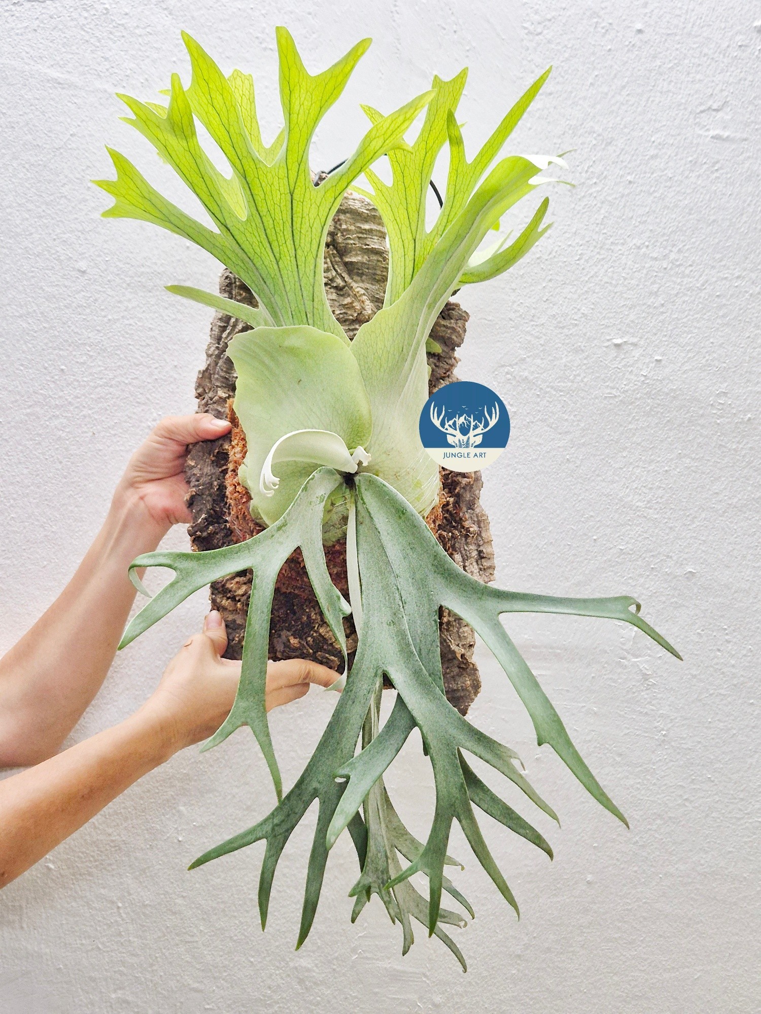 P. Willinckii Bambi (TC) 【78】 Platycerium Bambi