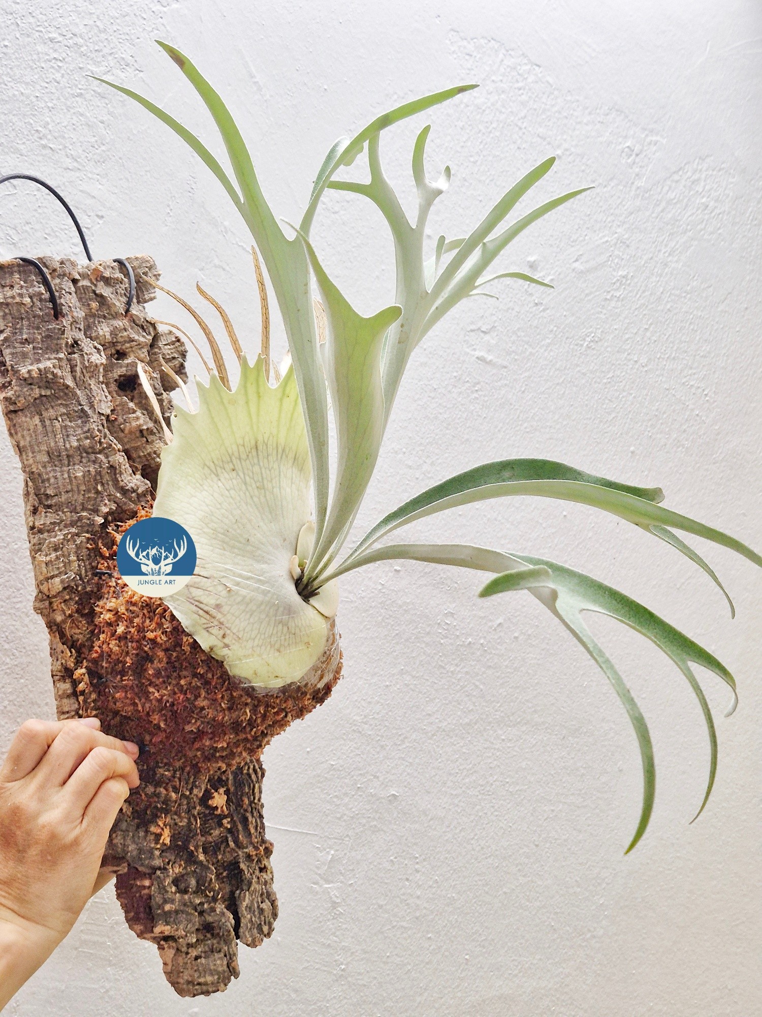 Platycerium Eagle Claw | 鹰爪 P.Willinckii dwarf tatsuta x P