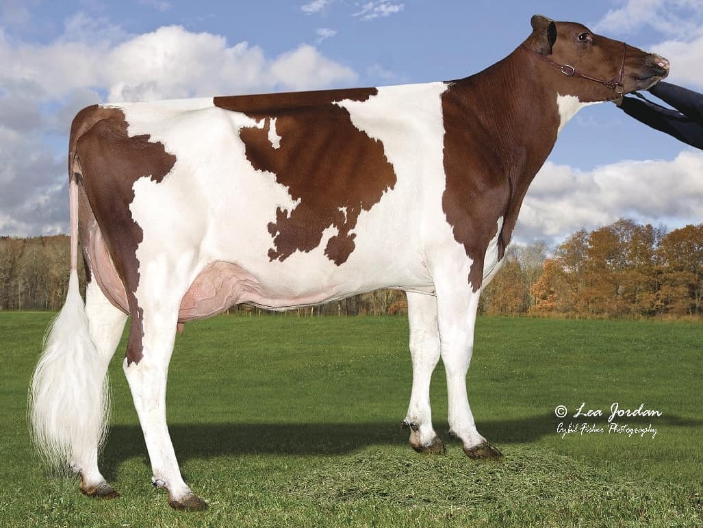 Los mejores toros Holstein Rojos de la... - Genética Selecta | Facebook