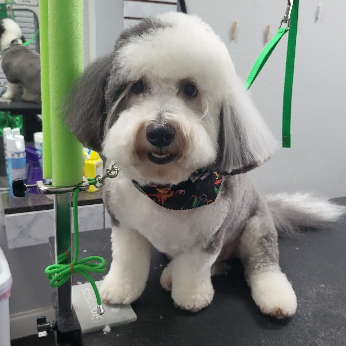 Mowgli is looking on intently as... - Pets of Perfection | Facebook