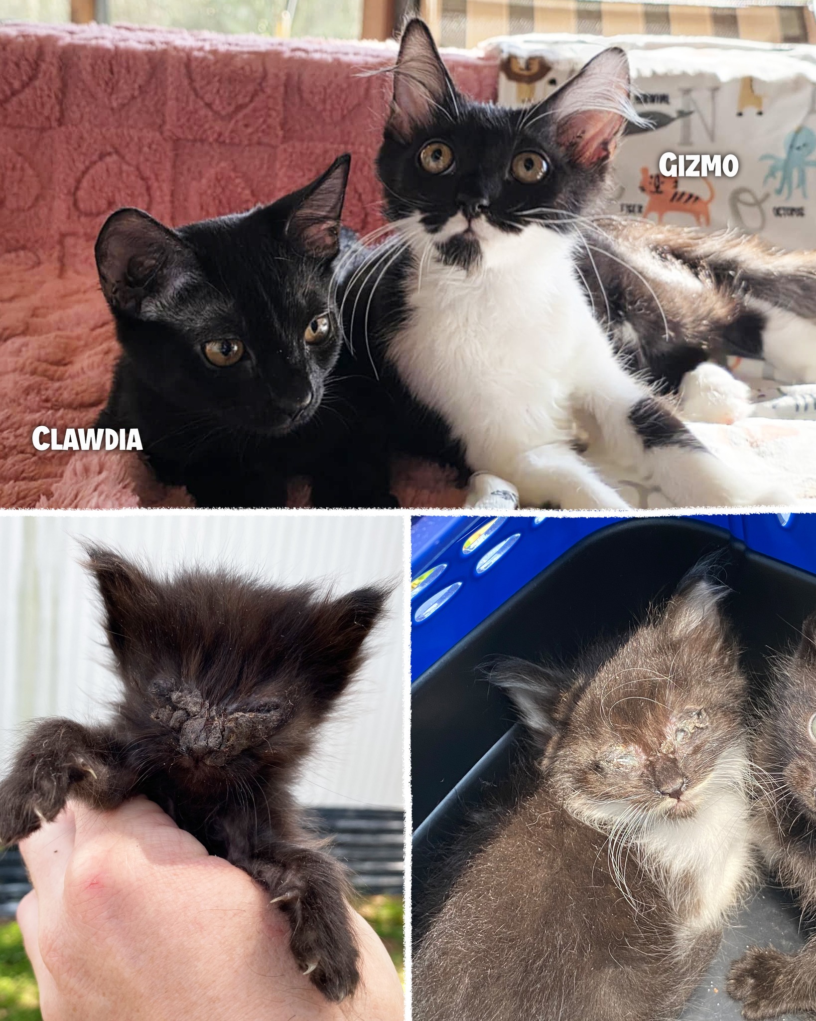 Clawdia for Sale: Unleash Charm with this Feline Gem