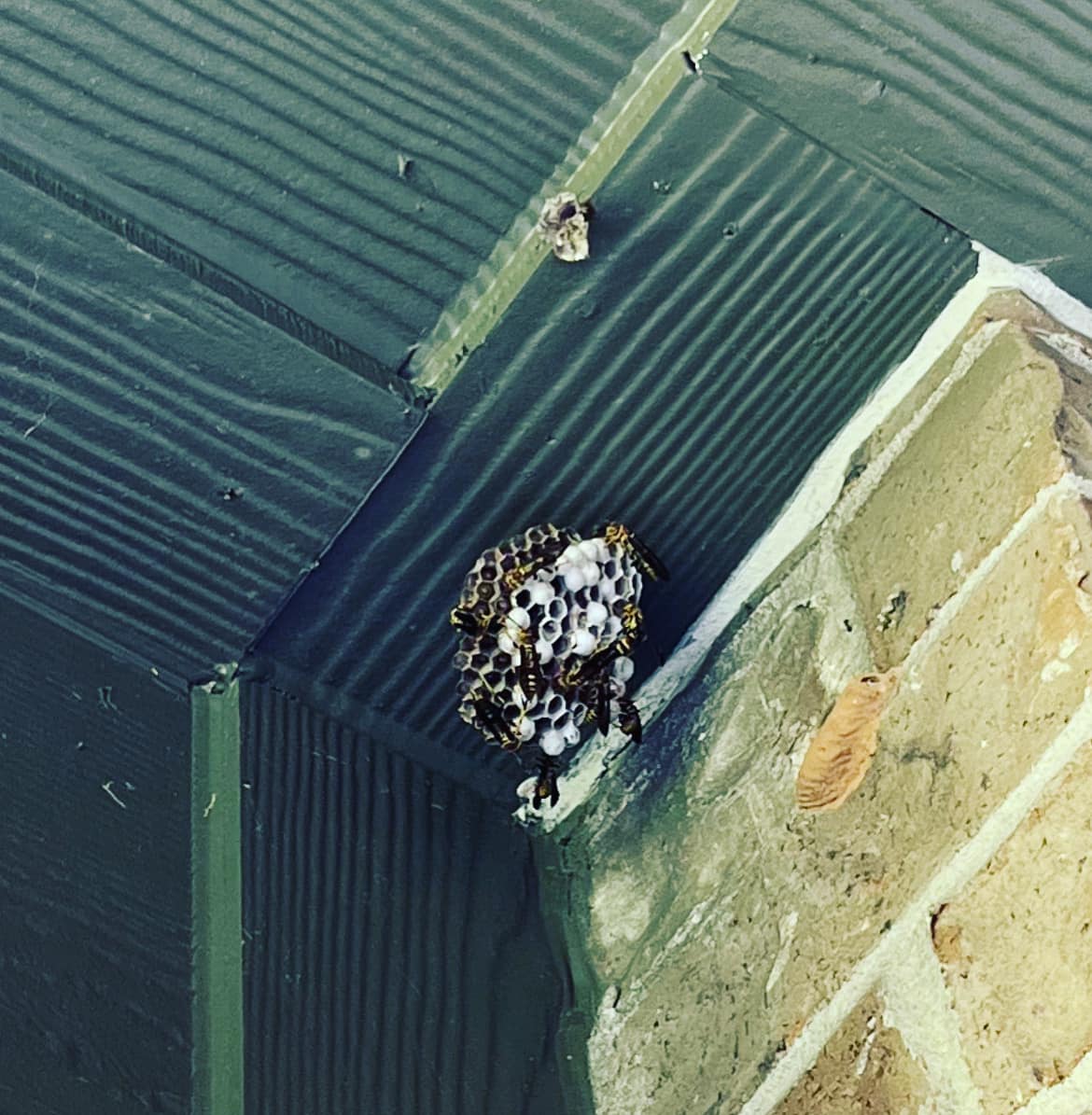 Bug Commando - Paper Wasps are a huge nuisance and are out in droves ...