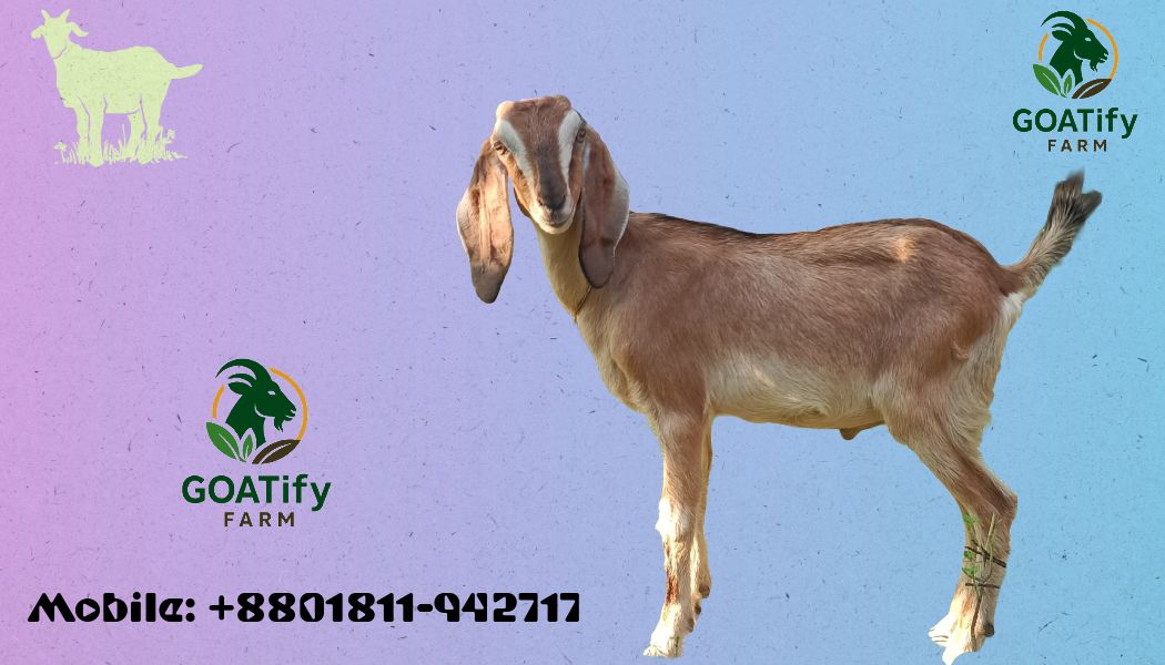 GOATify Farm | Khulna