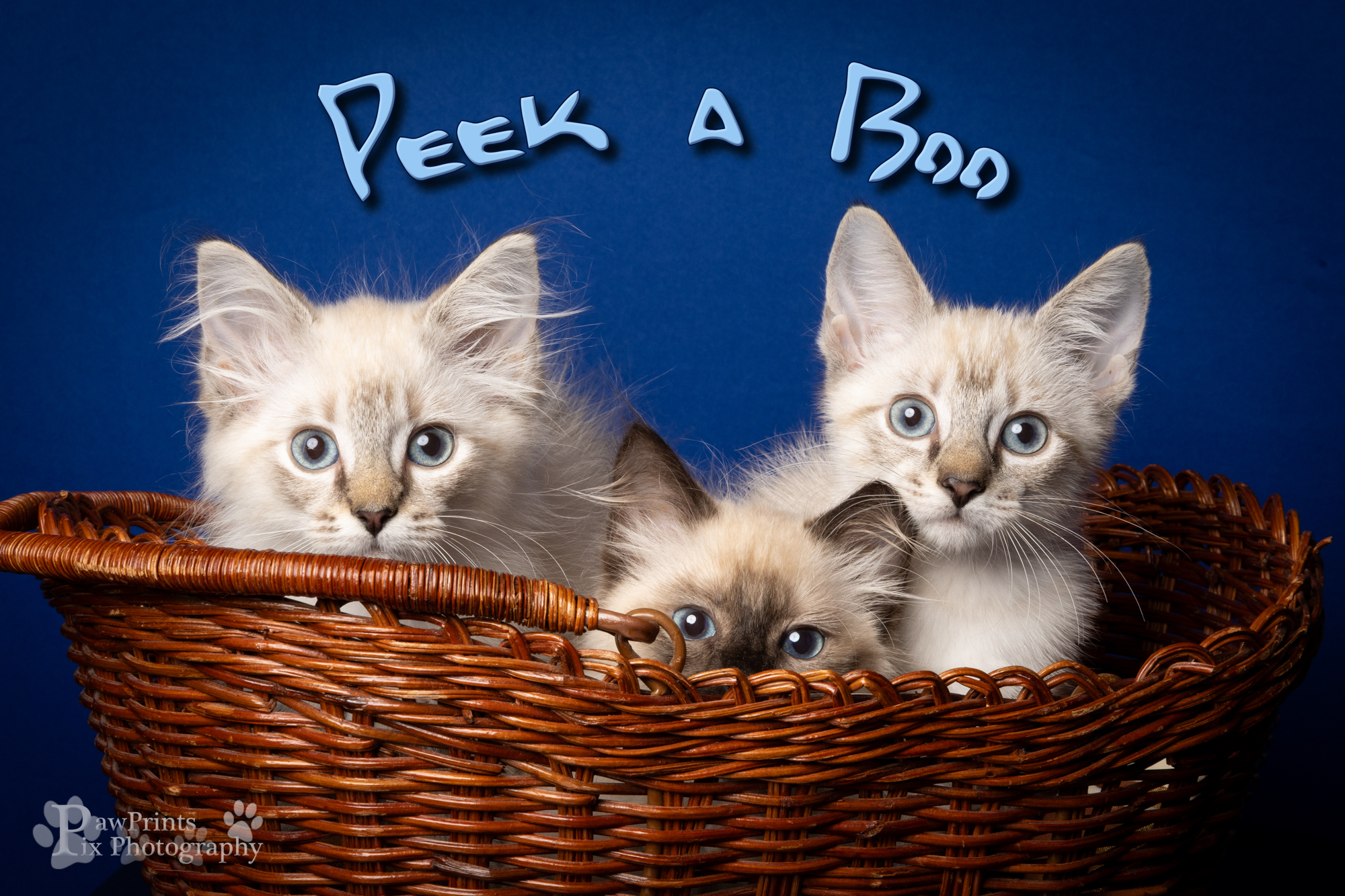Peek-a-boo Do you see me?... - Pawprints Pix Photography | Facebook