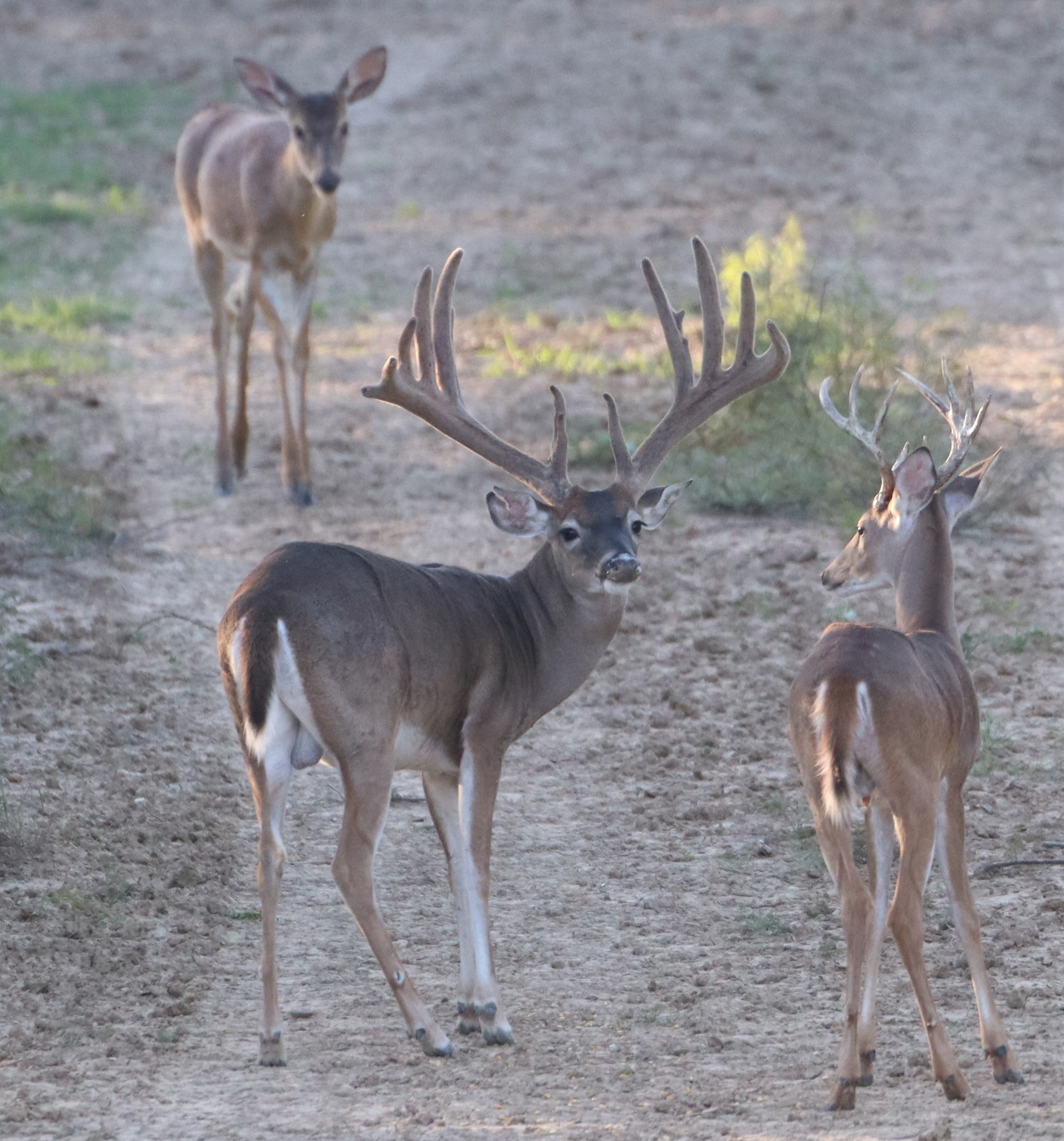 Texas - Tall Tine Creek Ranch ⎮ 1,382± Acres Welcome to Tall Tine Creek ...
