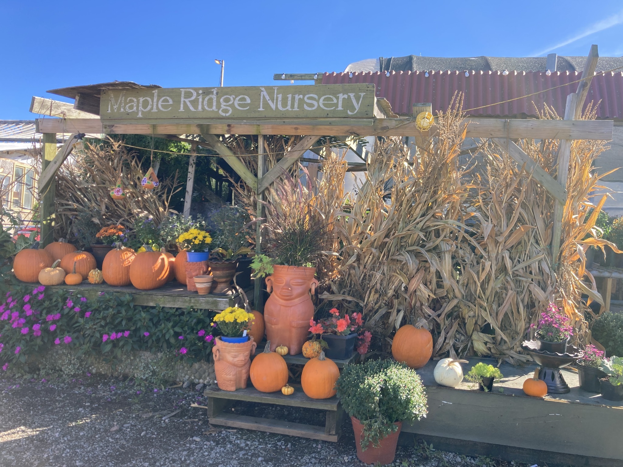 Maple Ridge Nursery Halloween & Fall Activities