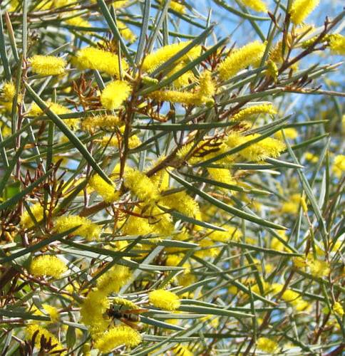 Mulga Wattle... - Native plants, fruit trees and seeds | Facebook