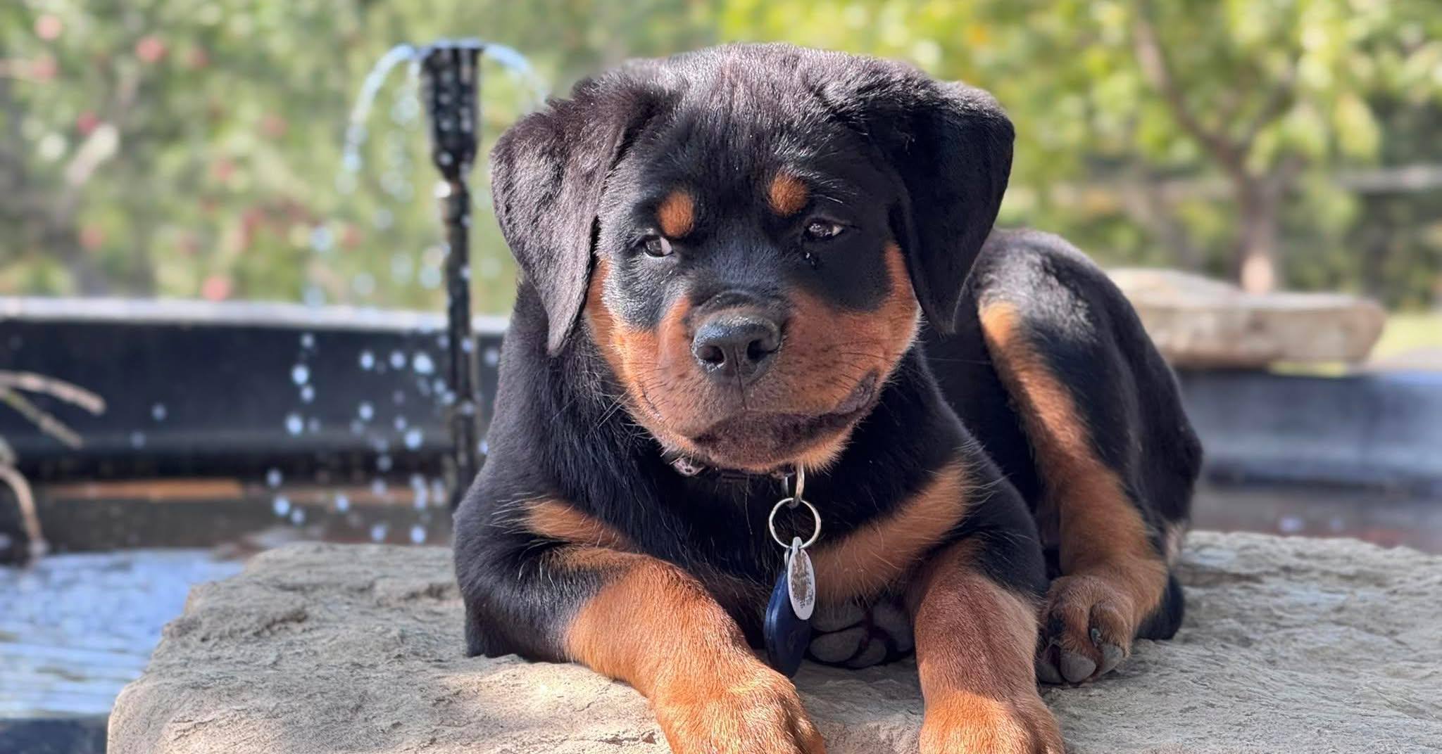 Cross Creek Rottweilers | Rossville KS