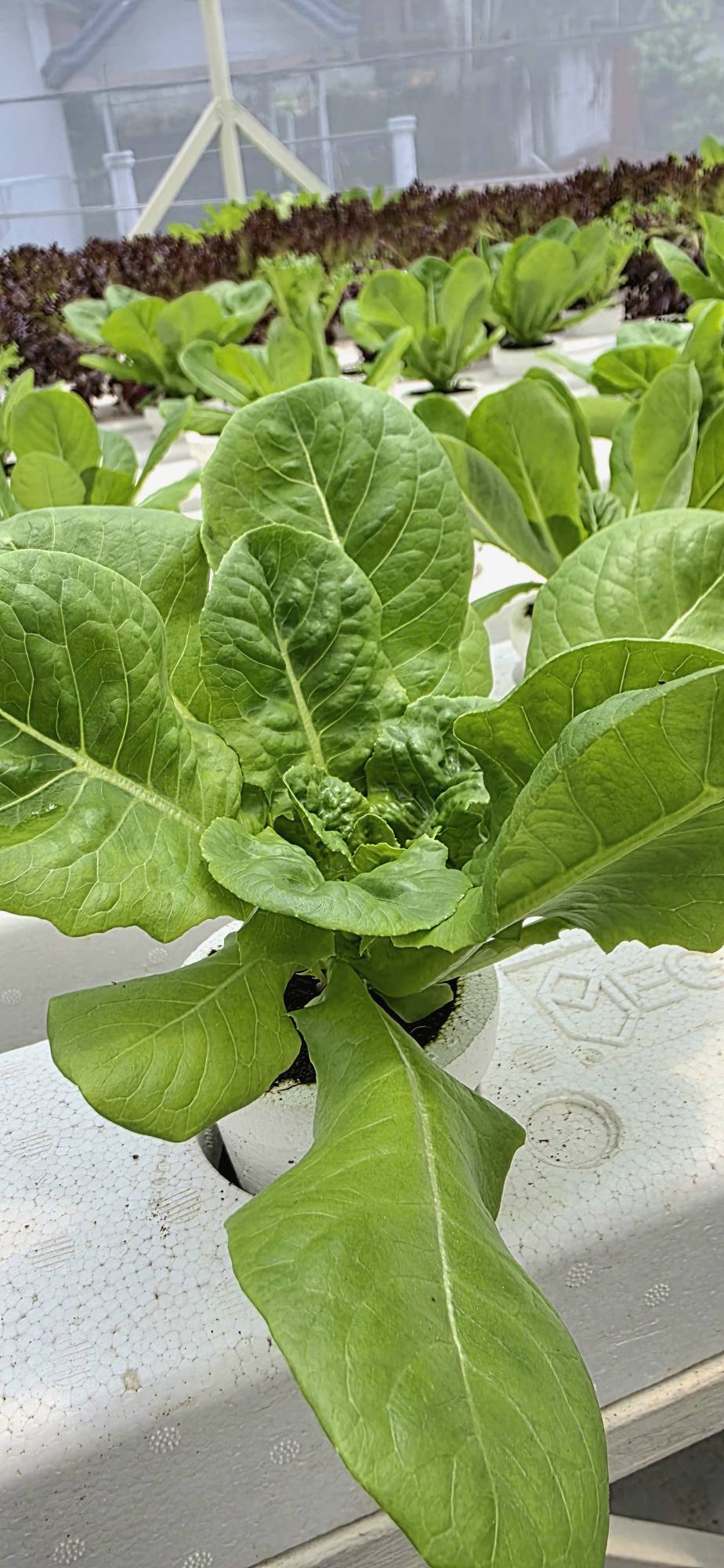 Katanim - Archivel Gem Lettuce A premium variety from... | Facebook