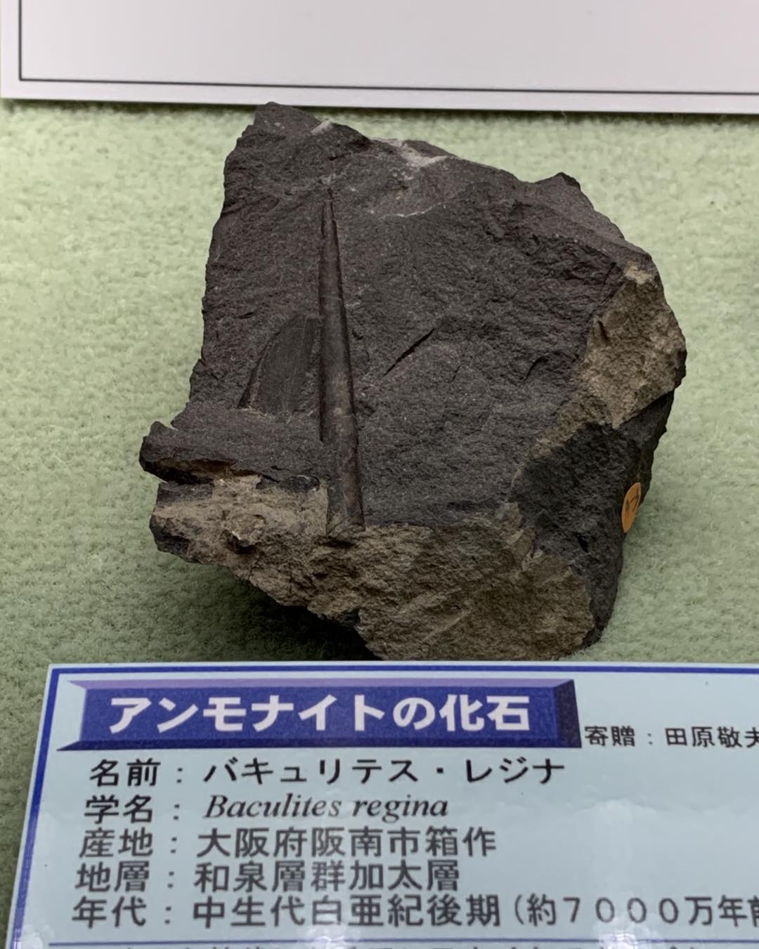 化石 バクリテス 長野カネワリ 話題のコーナー「収蔵庫の化石紹介」の