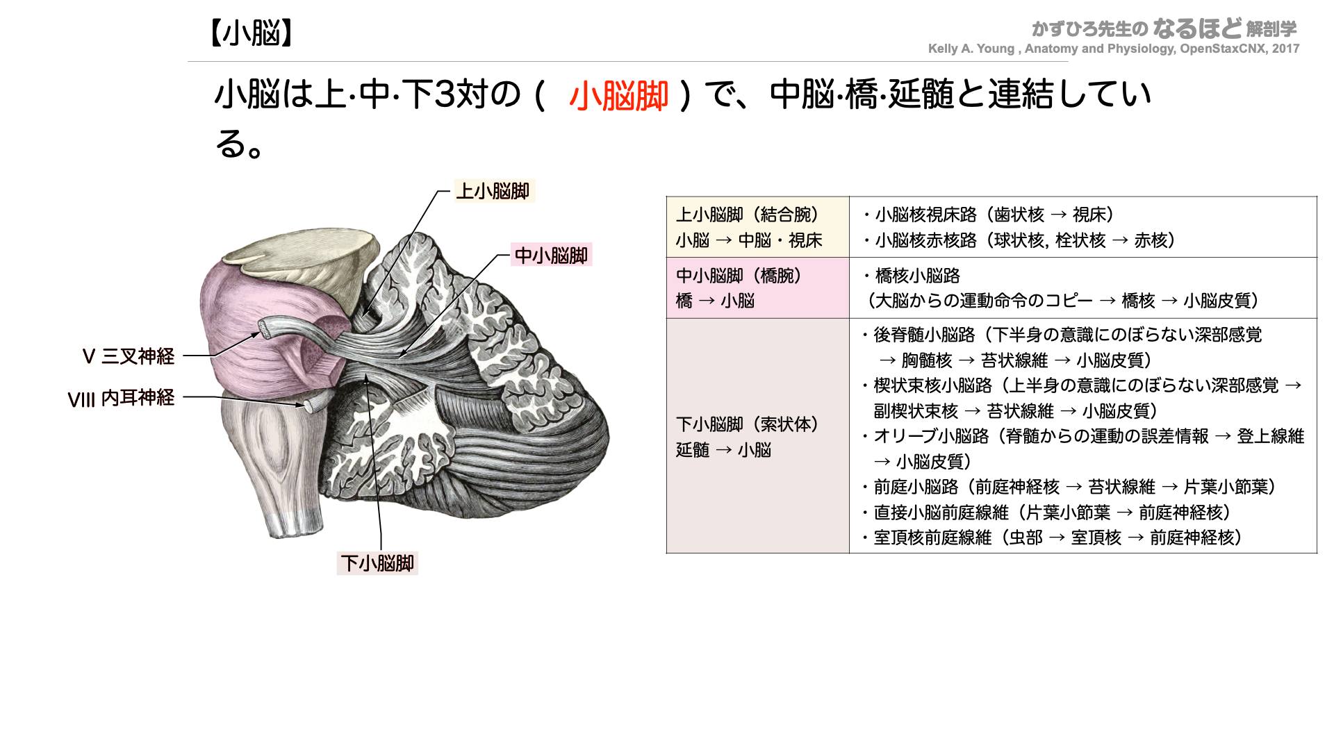 かずひろ先生の【徹底的国試対策】解剖学 - 小脳は上・中・下3対の ( ) で、中脳・橋・延髄と連結している。 解答↓ 小脳脚 小脳脚は小脳と ...