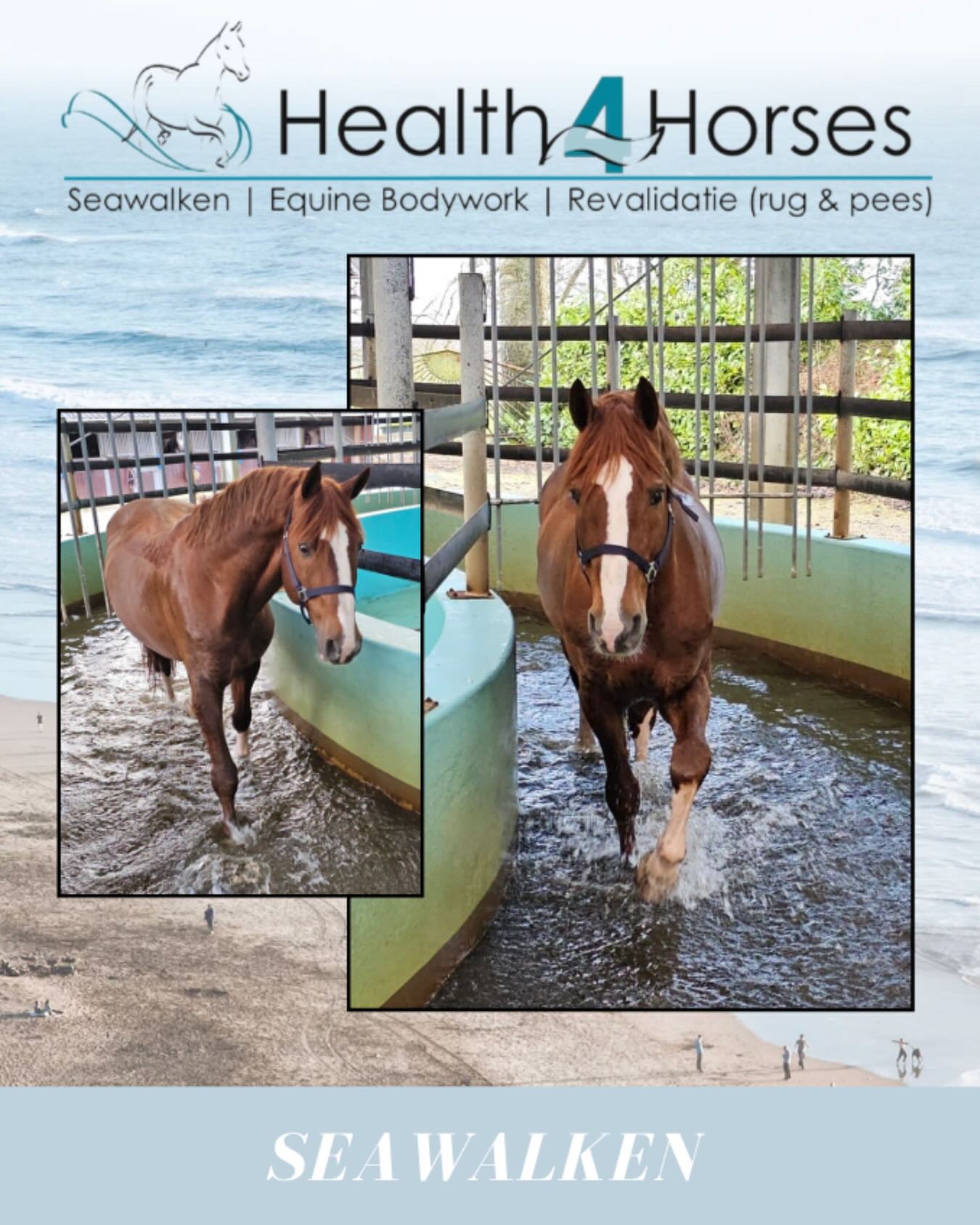 Health4Horses - Waarom aquatraining met de Seawalker zo effectief is ...