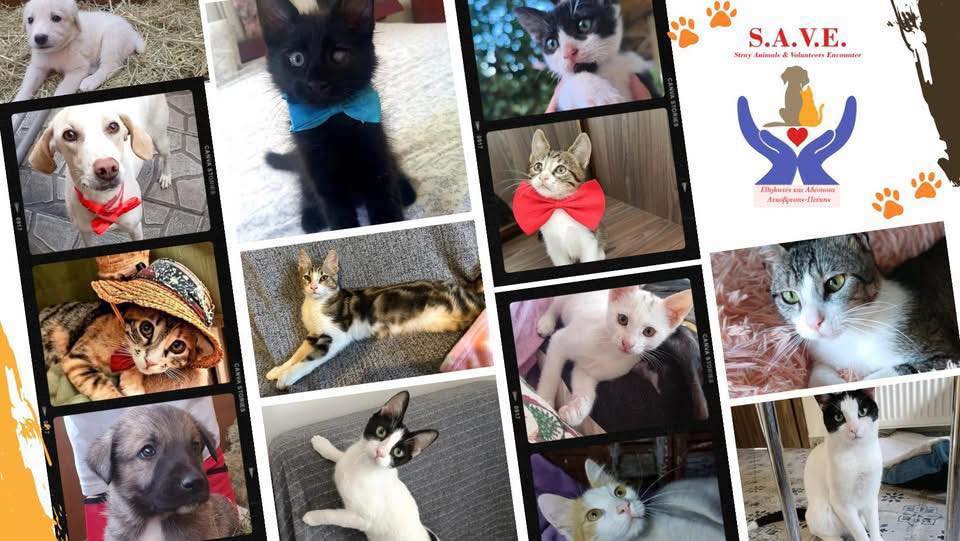 SAVE Stray Animals and Volunteers, Εθελοντές και Αδέσποτα Λυκόβρυσης Πεύκης