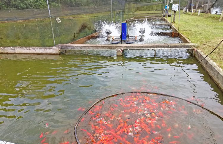 Panorama - Manejo: o side-pond raceway possui os tanques de cultivo ...