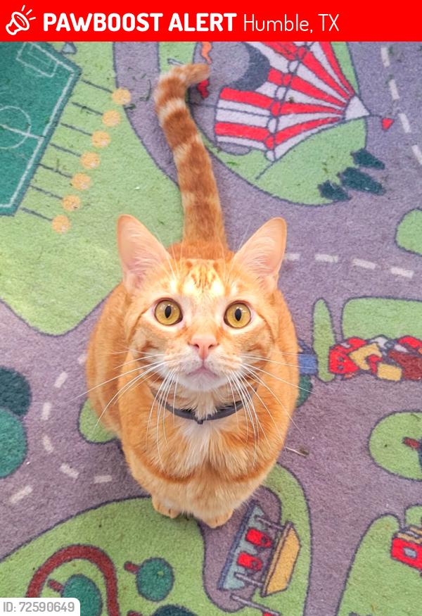 Lost cat in Humble, TX: bright orange tabby named Nairobi