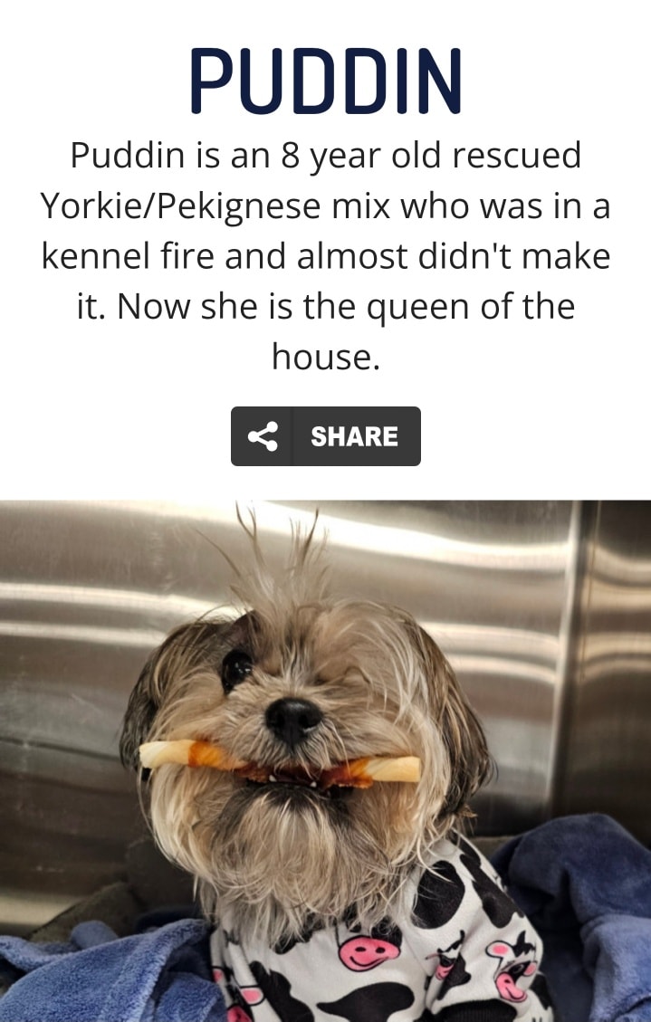 A Place - Who remembers Puddin', the little Shih Tzu surrendered to us ...