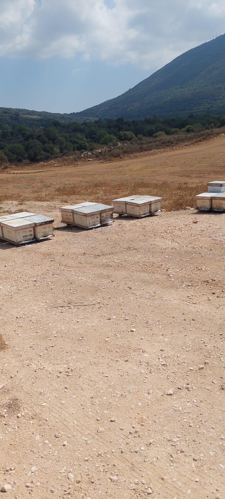 ynet - אלמונים פיזרו אבקת רעל קטלנית בכ-40 כוורות בגליל העליון, וגרמו ...