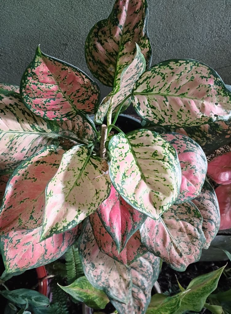 Aglaonema Cochin Peach tropical plant