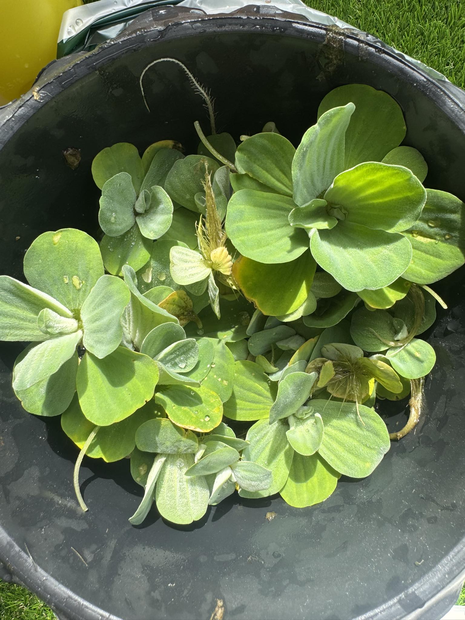 BUY 2 GET 1 FREE - Water Lettuce & Water Hyacinth Pond Plants | 4 Of Each | Floating Aquatic Plants 4 thumbnail image