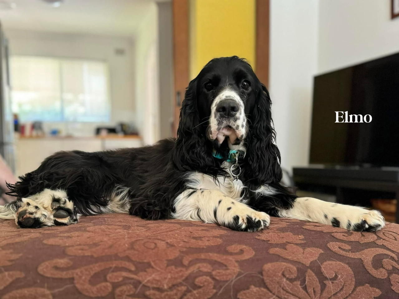 Cocker Spaniel Rescue Australia Inc