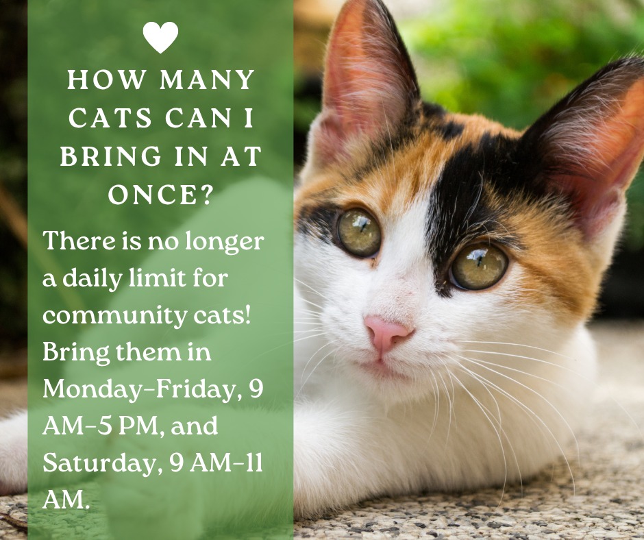 Cybercatcity@週末セール様確認専用ページ【取り置き中12月19日迄】 Duval Cat Fix program for community cats