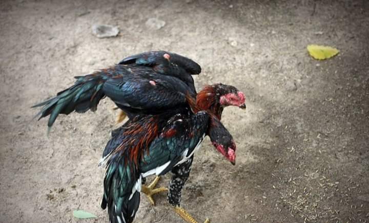 😎 #ไก่เชิง... - ไก่เชิงไทย บ้านไร่บำรุง Ban Rai Bumrung | Facebook