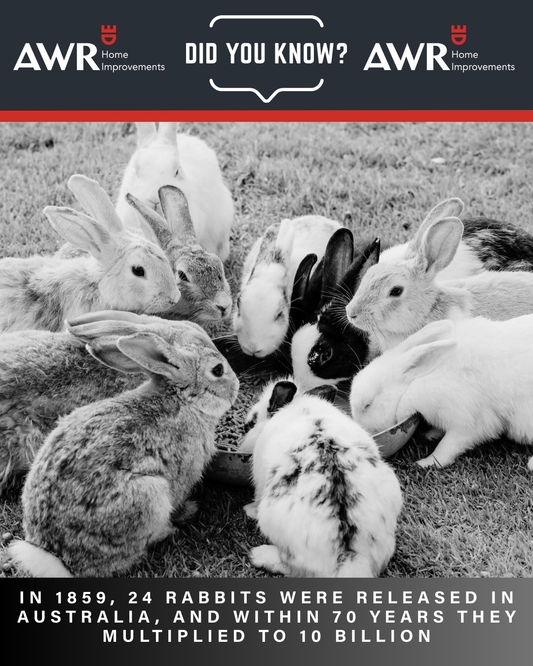 All - 📚 Did you Know?!? In 1859, Thomas Austin introduced 24 rabbits ...