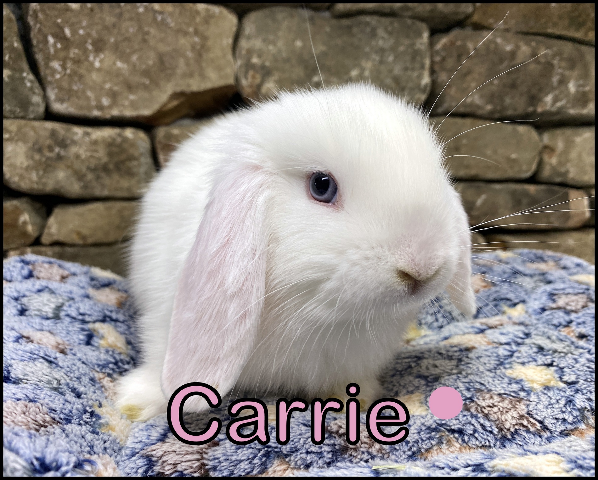 Foothills Rabbitry