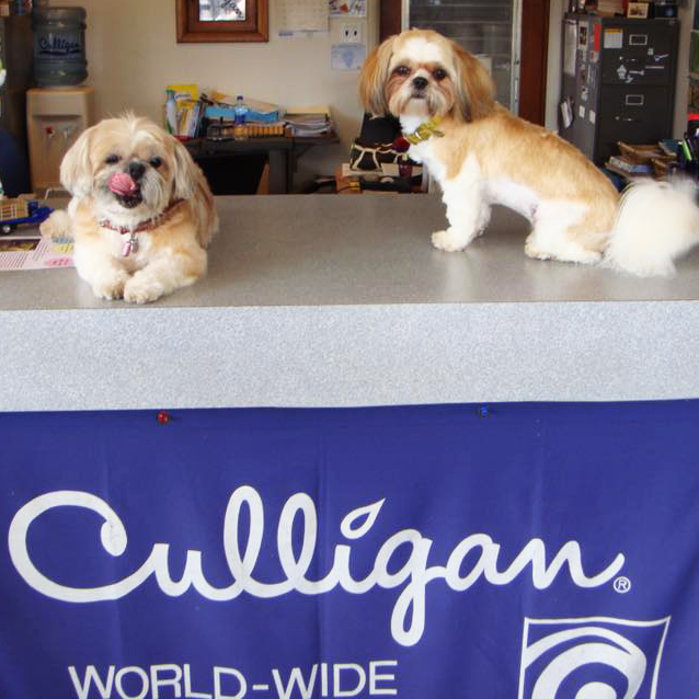 Culligan - Do you have dogs at the office? Lola (on the right) works ...