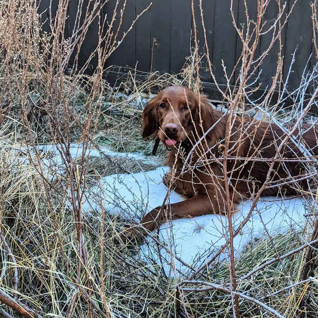 Alpine Tails Dog Walking Co.