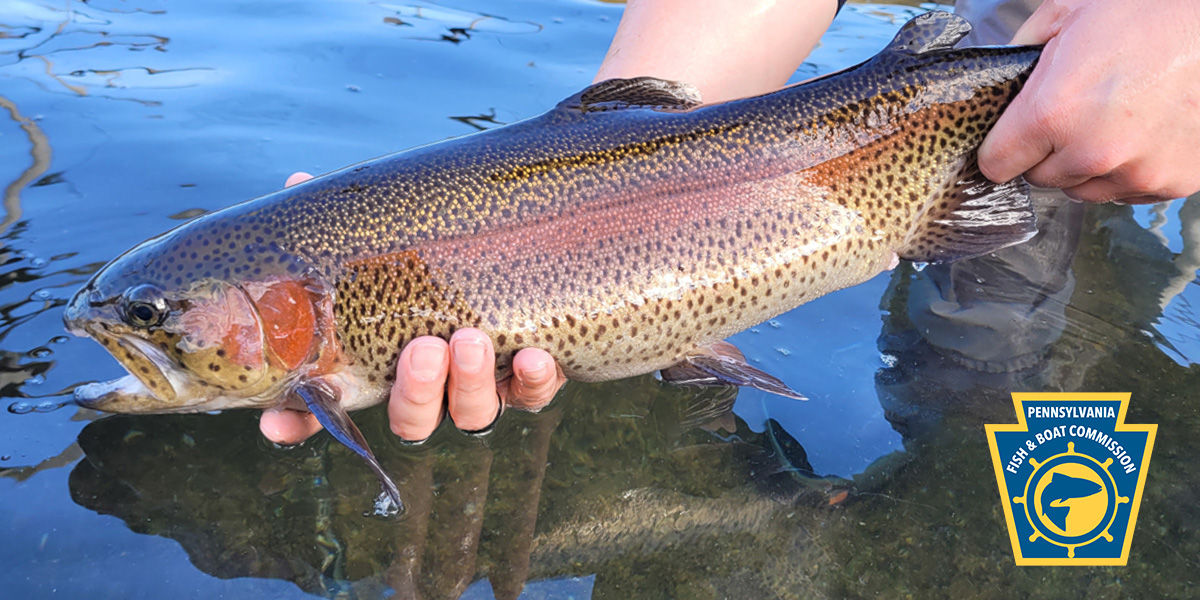 extreme philly fishing winter trout 1 rod 1 reel Fenwick Eagle & Panfish Spinning and lasting performance. Good morning from the Governor's
