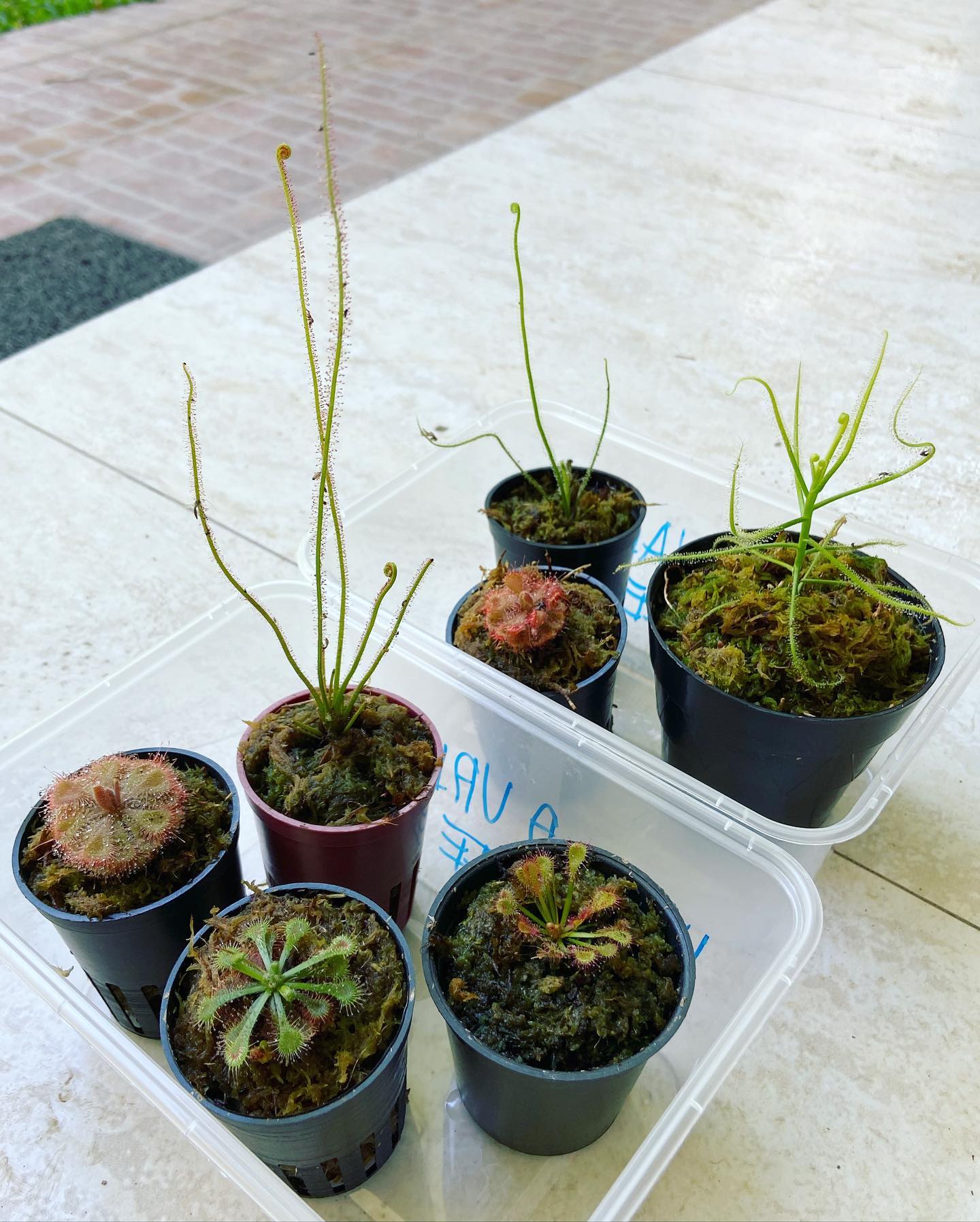 New sundews from Venus Fly Trap Sundew... - Fyukinta’s Flants