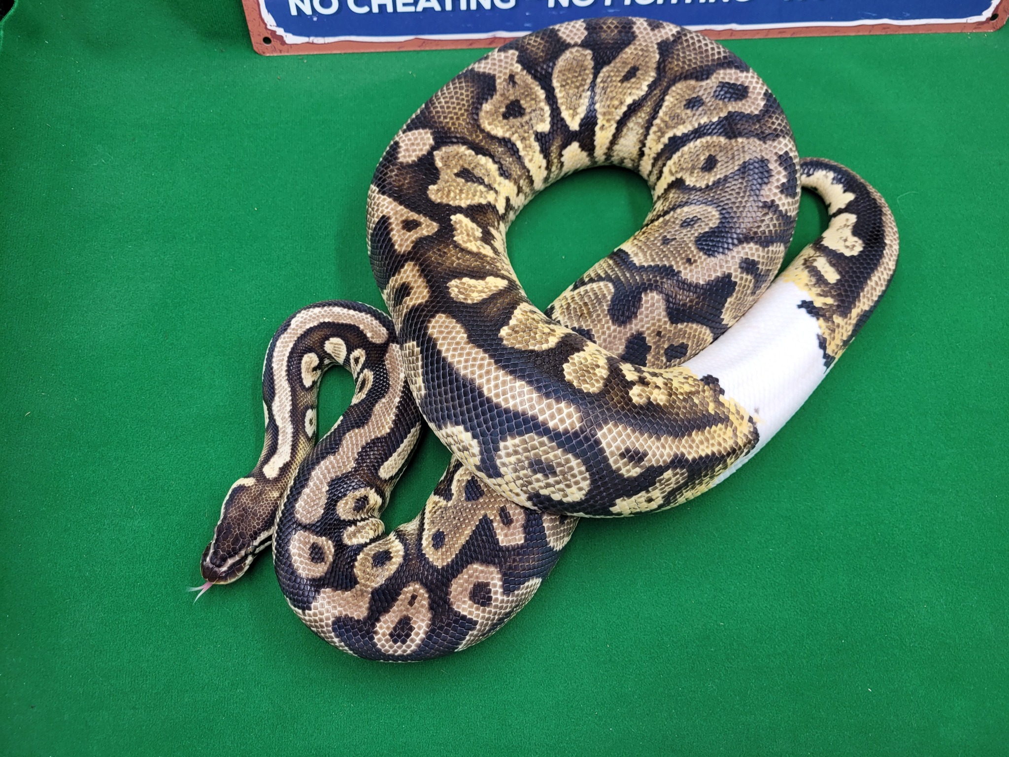 Photo inspiration: Ball In Hand Pythons Photo Inspiration