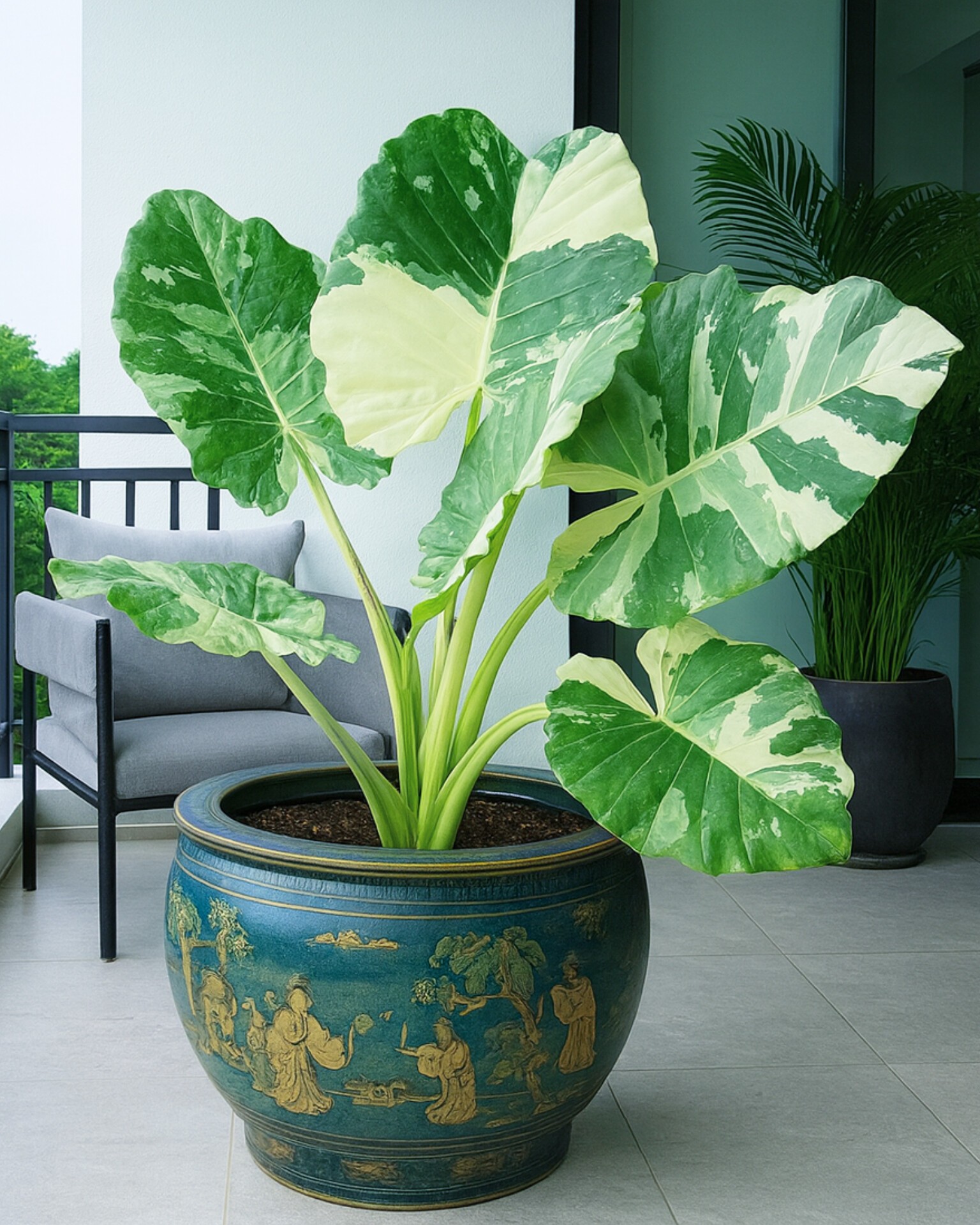 Alocasia Portei Variegated ❤️ ❤️