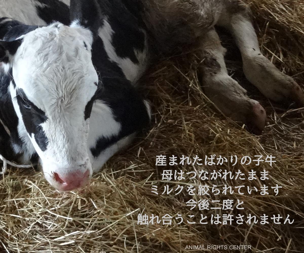 Animal Rights Center 子牛には母親の乳を吸いたいという激しい欲求があります しかし牛乳を早く生産ラインにのせるために 子牛 は産まれてすぐに母牛から引き離されます 母牛から引き離された子牛は一頭一頭が個別の檻の中で飼育されるか つなぎ飼いされるのが一般
