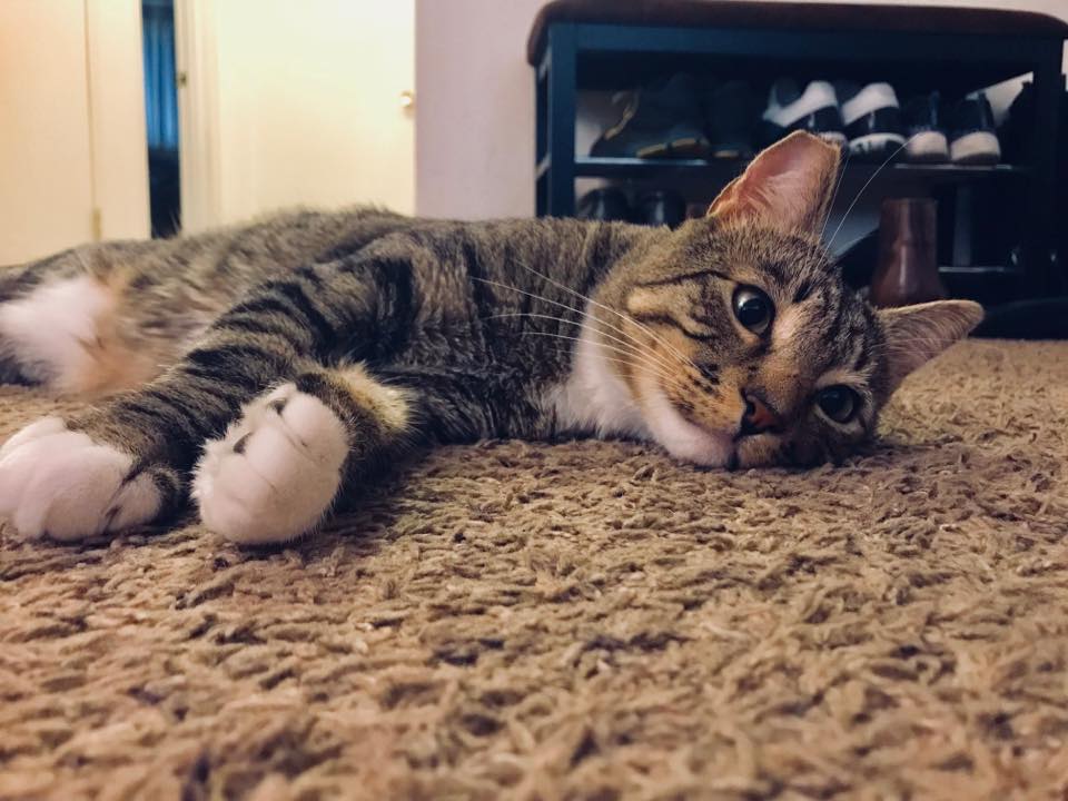 MEI RIN - 🍬⭐︎Sweet dreams ⭐︎🍬 #goodjob #good #instacat #instagood # ...