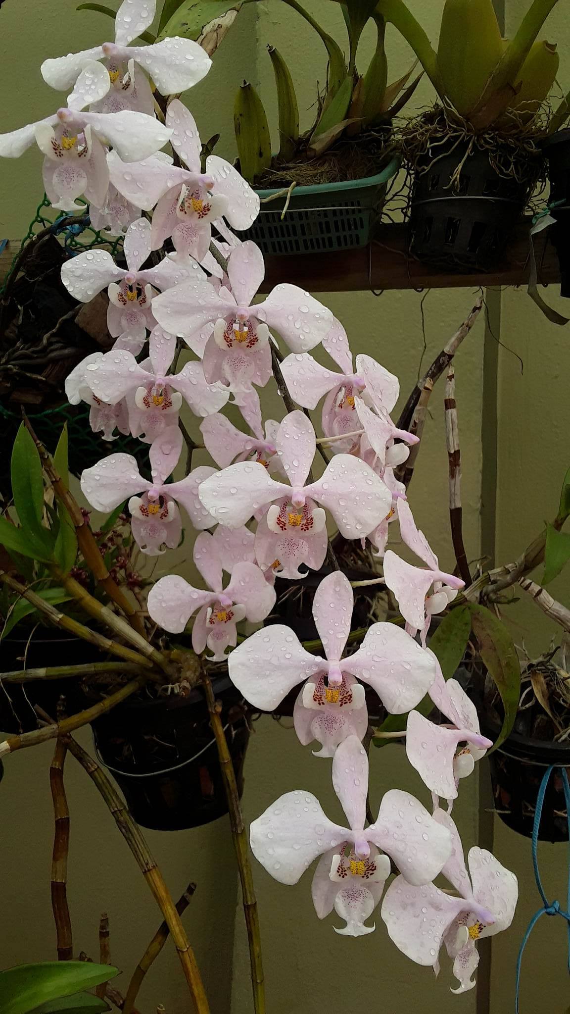 Phal. schilleriana #靜靜養蘭