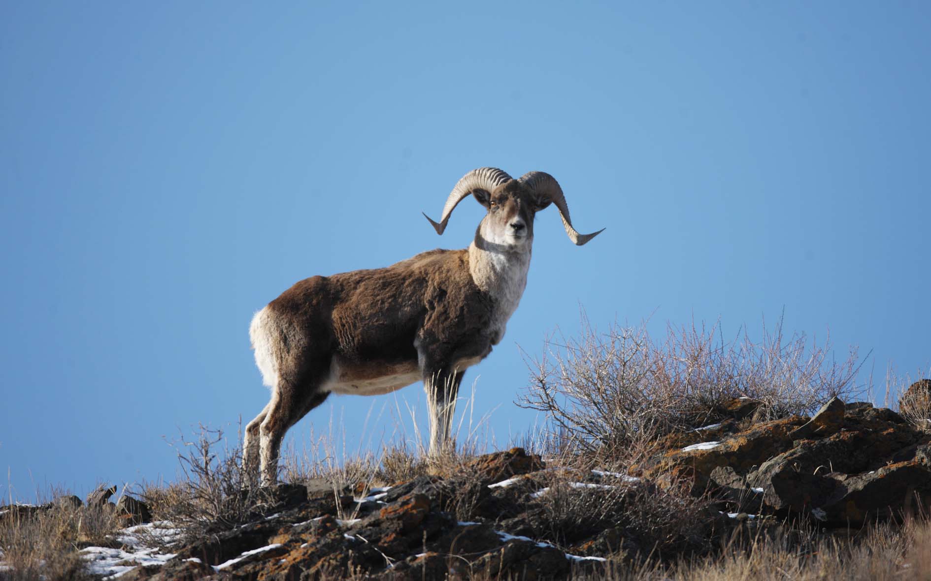 Rare argali animale